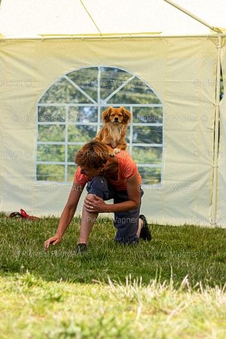 DogTricks Turnier Juni 2019