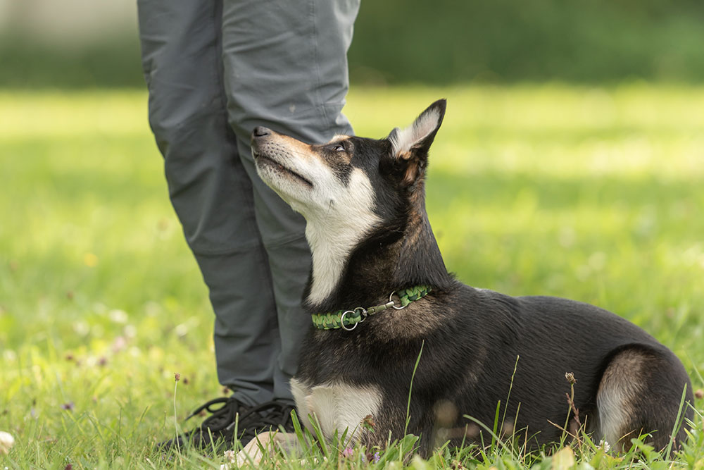 begleithundepruefung